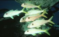 Yellowfin goatfish (Mulloidichthys vanicolensis)