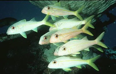 Yellowfin goatfish (Mulloidichthys vanicolensis)