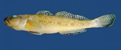 Yellowfin goby (Acanthogobius flavimanus)