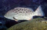 Yellowfin grouper (Mycteroperca venenosa)