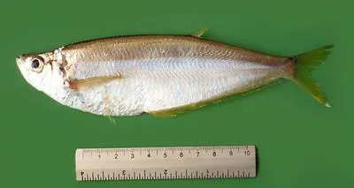 Yellowfin herring (Pliosteostoma lutipinnis)