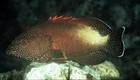 Yellowfin hind (Cephalopholis hemistiktos)