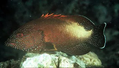 Yellowfin hind (Cephalopholis hemistiktos)