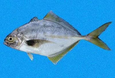 Yellowfin jack (Hemicaranx leucurus)