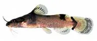 Yellowfin madtom (Noturus flavipinnis)