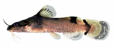Yellowfin madtom (Noturus flavipinnis)