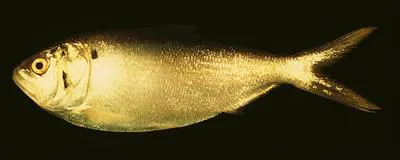 Yellowfin menhaden (Brevoortia smithi)