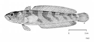 Yellowfin notothen (Patagonotothen guntheri)