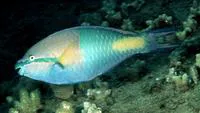 Yellowfin parrotfish (Scarus flavipectoralis)