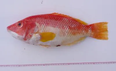Yellowfin pigfish (Bodianus flavipinnis)