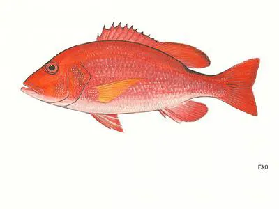 Yellowfin red snapper (Lutjanus guilcheri)