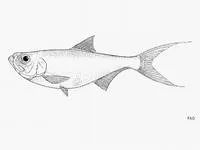 Yellowfin river pellona (Pellona flavipinnis)