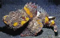 Yellowfin scorpionfish (Scorpaenopsis neglecta)