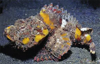 Yellowfin scorpionfish (Scorpaenopsis neglecta)