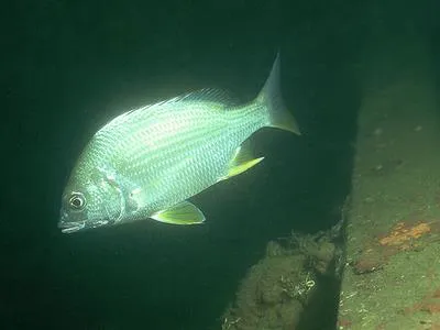 Yellowfin seabream (Acanthopagrus latus)