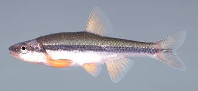 Yellowfin shiner (Notropis lutipinnis)