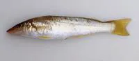 Yellowfin sillago (Sillago schomburgkii)