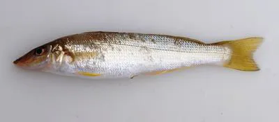 Yellowfin sillago (Sillago schomburgkii)