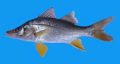 Yellowfin snook (Centropomus robalito)