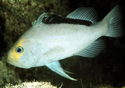 Yellowfin soapfish (Diploprion drachi)