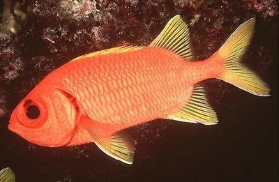 Yellowfin soldierfish (Myripristis chryseres)