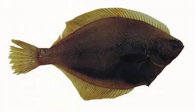 Yellowfin sole (Limanda aspera)
