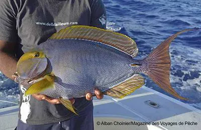Yellowfin surgeonfish (Acanthurus xanthopterus)