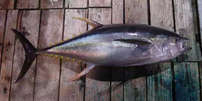 Yellowfin tuna (Thunnus albacares)