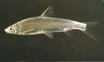 Yellowfin (Xenocypris macrolepis)