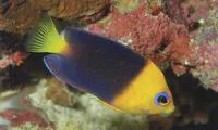 Yellowhead angelfish (Centropyge joculator)