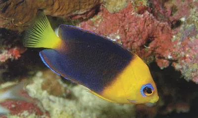Yellowhead angelfish (Centropyge joculator)