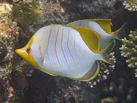 Yellowhead butterflyfish (Chaetodon xanthocephalus)