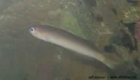 Yellowhead hulafish (Trachinops noarlungae)