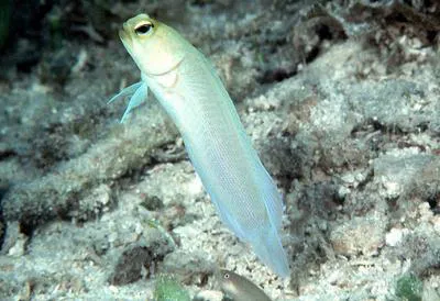 Yellowhead jawfish (Opistognathus aurifrons)