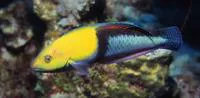 Yellowhead wrasse (Halichoeres garnoti)