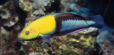 Yellowhead wrasse (Halichoeres garnoti)