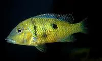 Yellowhump eartheater (Geophagus pellegrini)