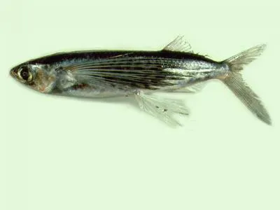 Yellowing flyingfish (Cypselurus poecilopterus)