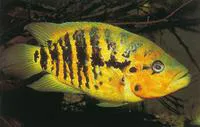Yellowjacket cichlid (Parachromis friedrichsthalii)