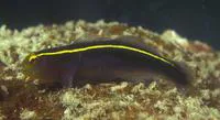 Yellowline goby (Elacatinus horsti)