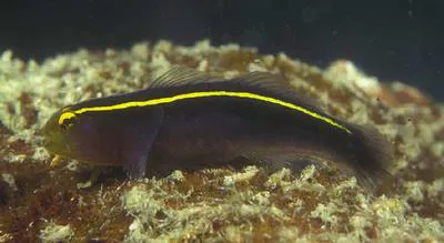 Yellowline goby (Elacatinus horsti)
