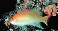Yellowlined anthias (Pseudanthias luzonensis)