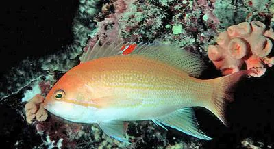 Yellowlined anthias (Pseudanthias luzonensis)