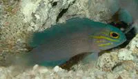 Yellowlined basslet (Gramma linki)