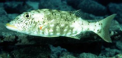 Yellowlip emperor (Lethrinus xanthochilus)