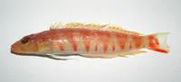 Yellowlip grubfish (Parapercis flavolabiata)