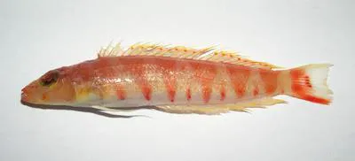Yellowlip grubfish (Parapercis flavolabiata)