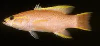 Yellowmargin basslet (Liopropoma aurora)