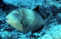 Yellowmargin triggerfish (Pseudobalistes flavimarginatus)