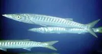 Yellowmouth barracuda (Sphyraena viridensis)